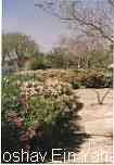 Moshav Ein Yahav Arava, Israel
