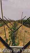Moshav Ein Yahav Arava, Israel