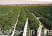Moshav Ein Yahav Arava, Israel