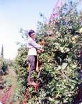 Kibbutz Yagur  , Israel